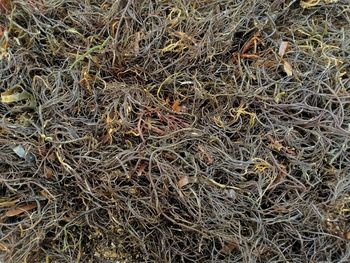 Full frame shot of dried plant on land