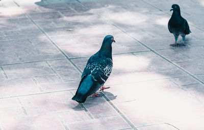 Bird perching on ground