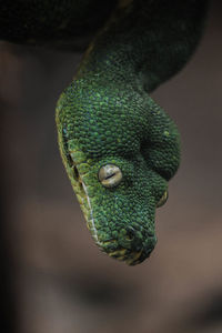 Close-up of a lizard