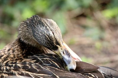 Close-up of a bird