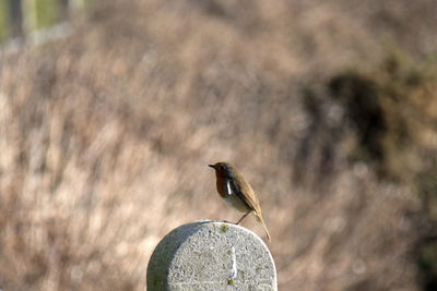 Close-up of bird perching outdoors