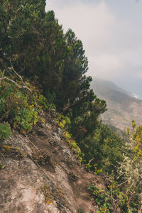 Scenic view of tree mountains against sky