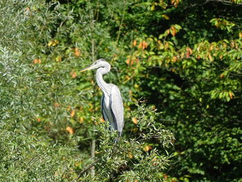 Gray heron perching on tree during sunny day
