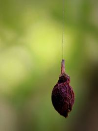 Close-up of strawberry hanging on plant