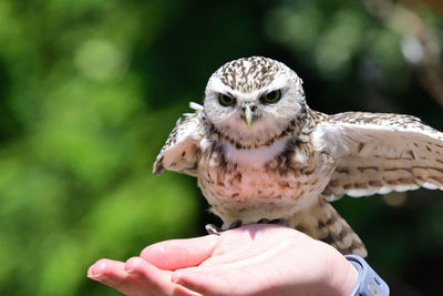 Cropped hand holding owl