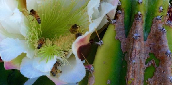 Close-up of flowers