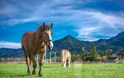 Horses on a field