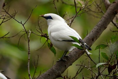 Close-up of bird perching on branch