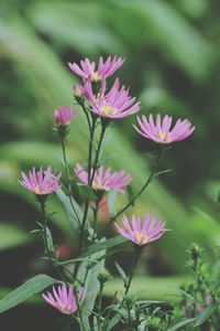 Close-up of pink flowering plants