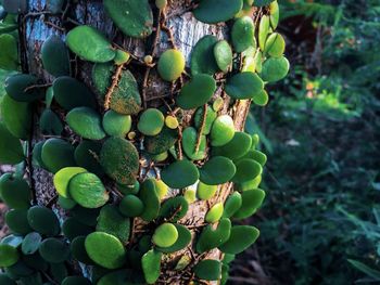 Close-up of pyrrosia piloselloides growing on a tree