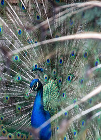 Peacock on sunny day