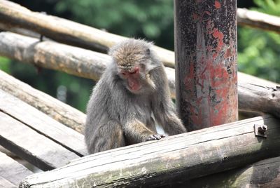 Japanese macaque sitting on bamboo