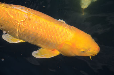 Close-up of yellow fish swimming in sea