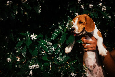 Dog with hand on plants