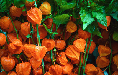 Full frame shot of orange leaves