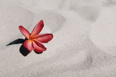 High angle view of red rose on sand