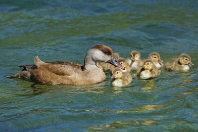 Duck swimming in lake