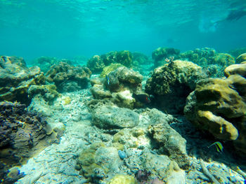 Fish swimming in sea