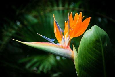 Close-up of orange flower