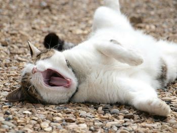 Close-up of dog lying on field