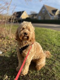 Cockapoo dog on a sunny winter day 