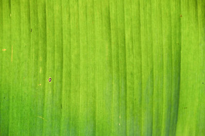 Full frame shot of green leaves