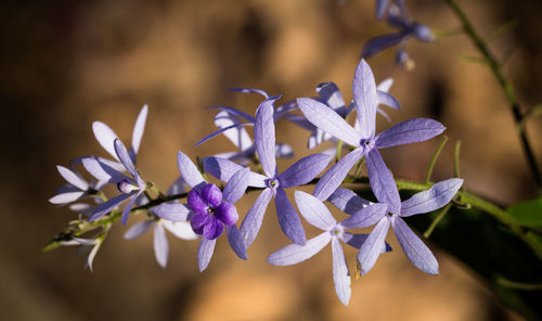 Close-up of purple flowers