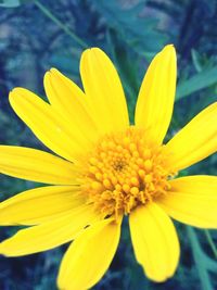 Close-up of yellow flower