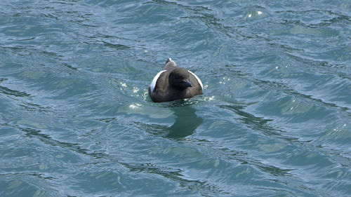 High angle view of duck swimming in sea
