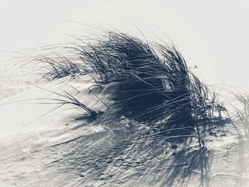 Close-up portrait of woman against clear sky