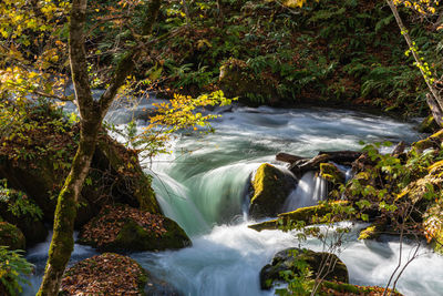 Scenic view of waterfall in forest