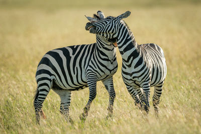 Plains zebras play fight in tall grass