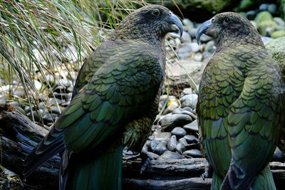 Two kea new zealand mountain  parrot perching on a branch