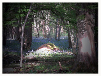 View of trees in forest