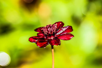 Close-up of flower blooming outdoors