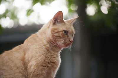 Close-up of a cat looking away