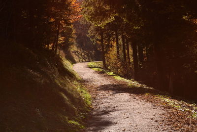 Road amidst trees in forest