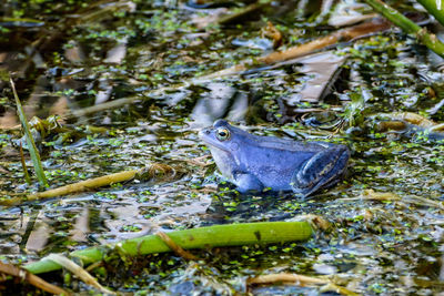 Turtle in water