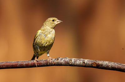 Close-up of bird perching on plant