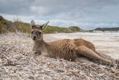 Kangaroos on the white beach of lucky bay, cape le grand national park, western australia