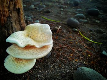 High angle view of mushroom growing on field