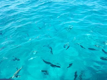 High angle view of fish swimming in sea