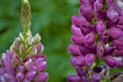 Close-up of purple flowers blooming outdoors