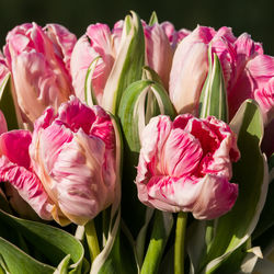 Close-up of tulips blooming outdoors