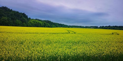 Scenic view of yellow flower field against sky