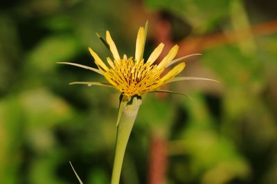 Close-up of yellow flowering plant