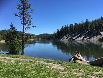 Reflection of trees in lake