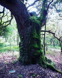 Trees in forest