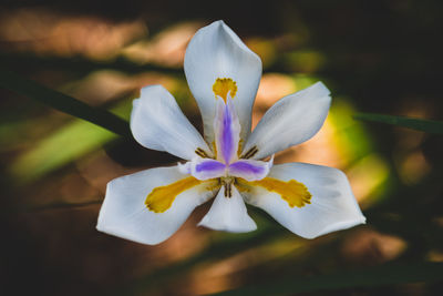 Close-up of white iris