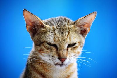 Close-up of a cat against blue background
